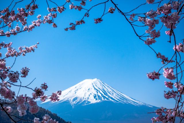 Capturing the iconic Mount Fuji framed by blooming cherry blossoms against a clear blue sky. Perfect for use in travel blogs, posters, ads, and social media highlighting nature, the beauty of Japan, and springtime.