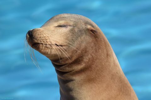 Relaxed Sea Lion Basking in Sunlight