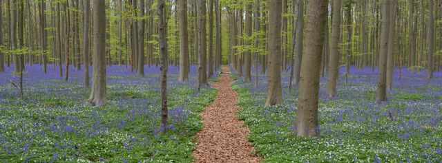 Pathway Through Forest with Bluebell Flowers - Download Free Stock Photos Pikwizard.com