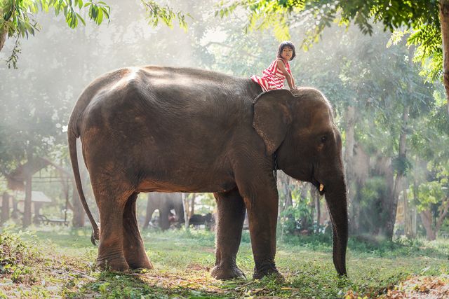 Child Riding Elephant in Sunlit Forest - Download Free Stock Photos Pikwizard.com