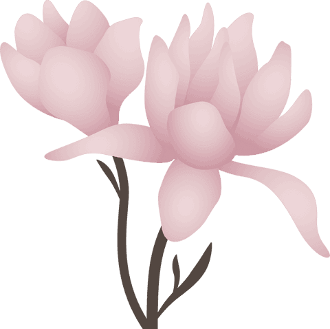 Pair of stylized pink magnolia blossoms on transparent background