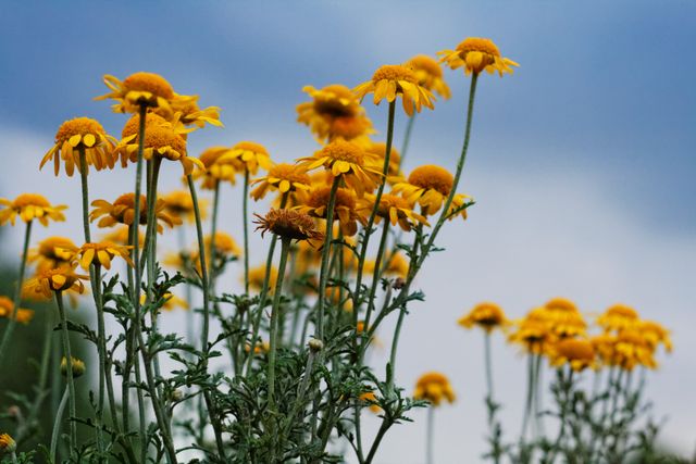 Bright Yellow Wildflowers Against Cloudy Sky - Download Free Stock Photos Pikwizard.com