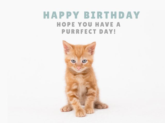 Adorable Orange Kitten with Birthday Greeting Message - Download Free Stock Templates Pikwizard.com