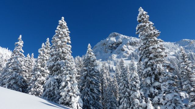 winter landscape with snow covered tall trees and mountains against blue sky. winter season and Nature concept