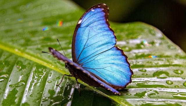Iridescent blue morpho butterfly perching on rainforest leaf with dew drops and metallic wings