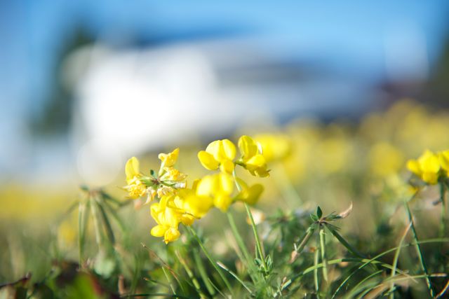 This stock photo captures a close-up of vibrant yellow wildflowers blooming in a grassy meadow. Ideal for use in projects related to nature, summer, outdoor activities, gardening, and floral beauty. The background is softly blurred, emphasizing the flowers and adding depth to the composition.