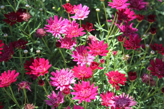 Close-up of vibrant pink flowers in bloom - Download Free Stock Photos Pikwizard.com