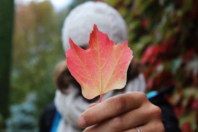 Person holding a vibrant autumn leaf in front of their face, creating an autumn-focused outdoor scene. Ideal for use in promotional content for autumn events, nature themes, seasonal greetings, and outdoor activities advertising.