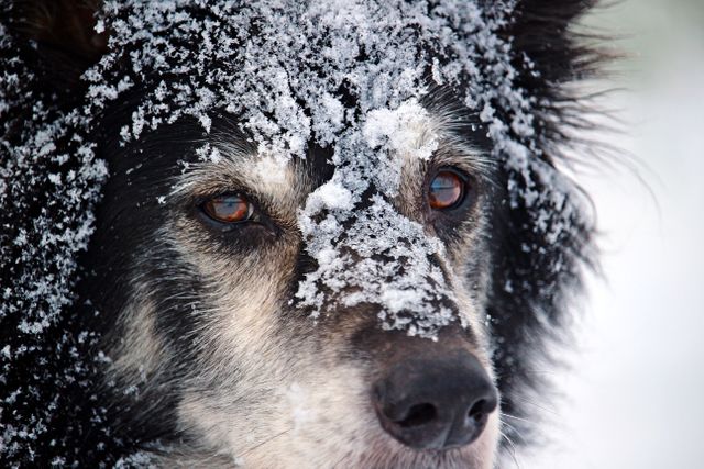 Close-up portrait of fluffy dog with black and white fur covered in snow. The dog has brown expressive eyes and visible ice crystals on its fur. Perfect for use in winter-themed projects, animal-focused content, nature photography portfolios, or pet care advertisements.