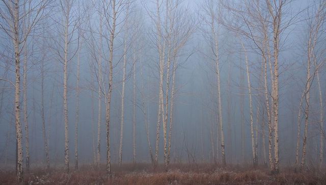Birch trunks rising through morning fog in frosty winter grove