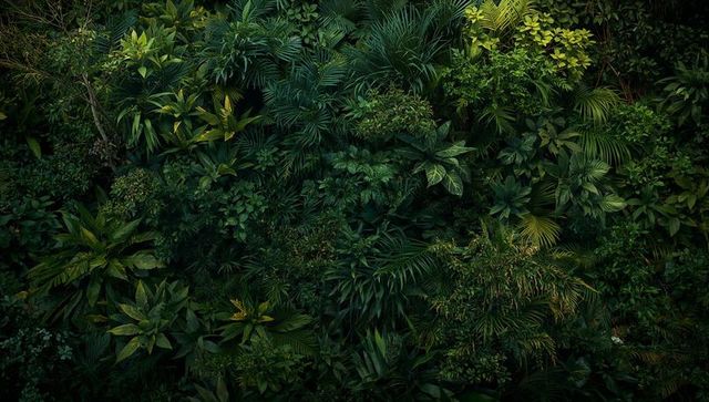 Lush tropical foliage wall with layered ferns, palms and variegated leaves, moody texture