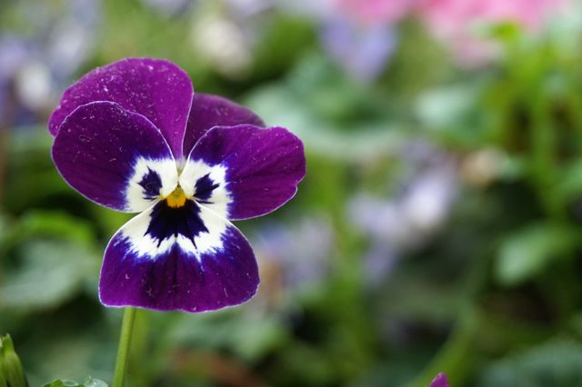 Close-up of a vibrant purple pansy with delicate petals and blurred green background. Ideal for gardening blogs, floral designs, nature magazines, or as a decorative print.