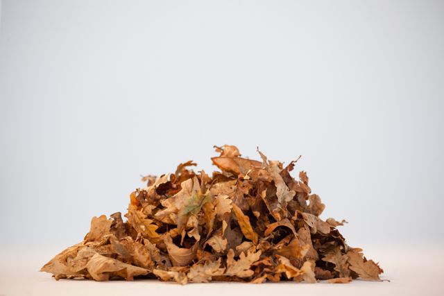 Pile of Autumn Leaves Against White Background - Download Free Stock Photos Pikwizard.com