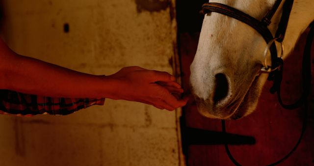 Hand Feeding Horse in Dim Stable - Download Free Stock Images Pikwizard.com