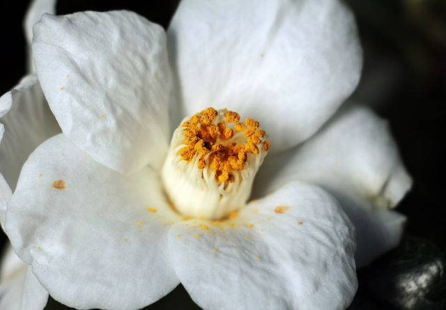 Close-up of White Camellia Flower in Full Bloom with Yellow Stamens - Download Free Stock Photos Pikwizard.com