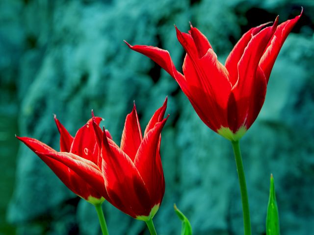 Vibrant Red Tulips Blooming in Garden - Download Free Stock Photos Pikwizard.com