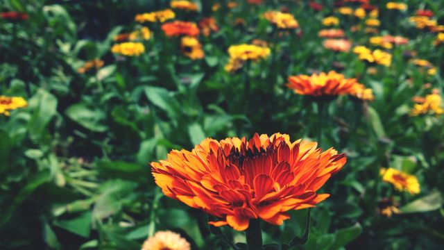 An eye-catching close-up of a blooming orange marigold surrounded by a field of similarly colorful flowers. Ideal for nature lovers, gardening enthusiasts, or floral designers. Perfect for use in gardening blogs, summer advertisements, or nature-inspired projects.