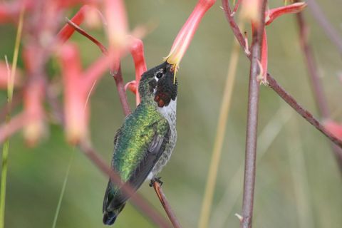 Hummingbird Feeding Delicately from Vibrant Flower