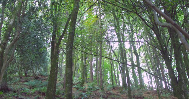 Lush Green Forest with Tall Trees in Daylight - Download Free Stock Images Pikwizard.com