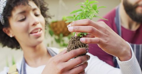 Couple Potting Seedlings Together at Home - Download Free Stock Images Pikwizard.com