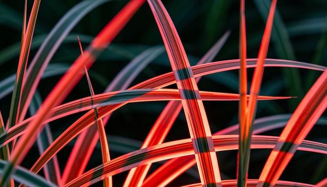 Glowing variegated grass blades overlapping in red-orange stripes macro abstract