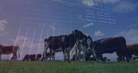 Grazing Holstein Cows with Financial Data Overlay Showing Dairy Market Trends