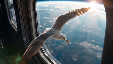 Seagull gliding past airplane window at high altitude with earth horizon and lens flare