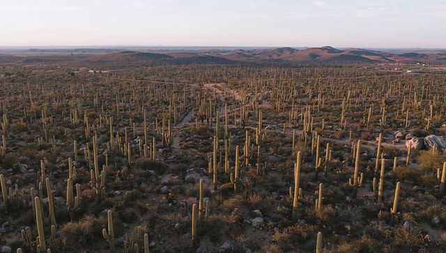 Golden-hour aerial over dense columnar cactus valley with winding dirt track and hills