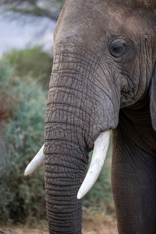 Close-up african elephant portrait showing tusks and wrinkled trunk detail for conservation