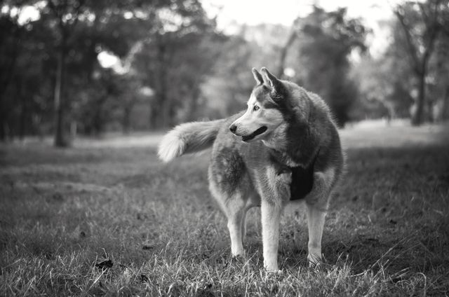 Siberian Husky standing proudly on grassy field, surrounded by nature. Breathtaking black and white photo excellent for pet magazines, canine companions articles, nature and outdoor themes, and veterinarian promotional materials.