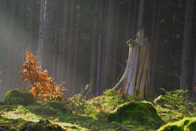 Sunlight streaming through trees onto moss-covered forest floor and tree stump. Ideal for use in nature-related publications, environmental conservation materials, and posts celebrating the beauty of forests.