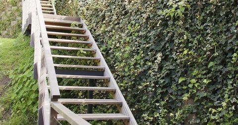 Weathered wooden staircase climbing ivy-covered bank for garden pathway