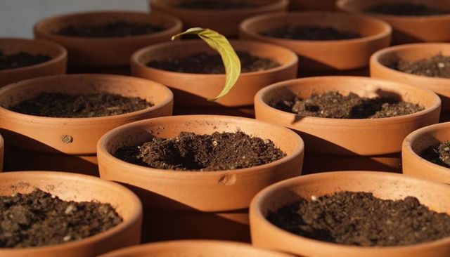 Terracotta pots filled with soil and lone sprout leaf in warm sunlight