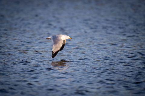 Seagull Gliding Low Over Rippling Blue Water with Warm Golden Light and Reflection