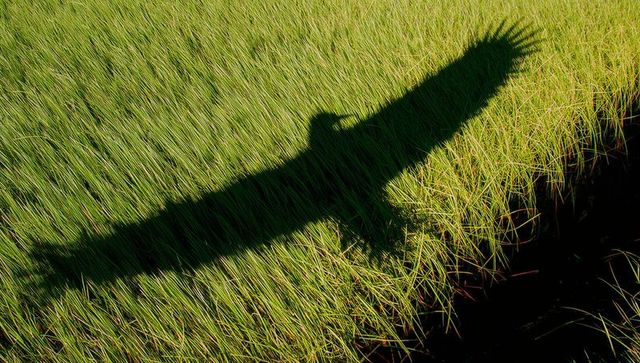 Canoe shadow casting across sunlit marsh grass along dark water channel