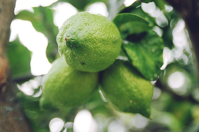 Vibrant, fresh green lemons growing on a tree among lush green leaves. Ideal for use in content about organic farming, sustainable gardening, fresh produce, citrus fruit health benefits, and summer harvest themes.