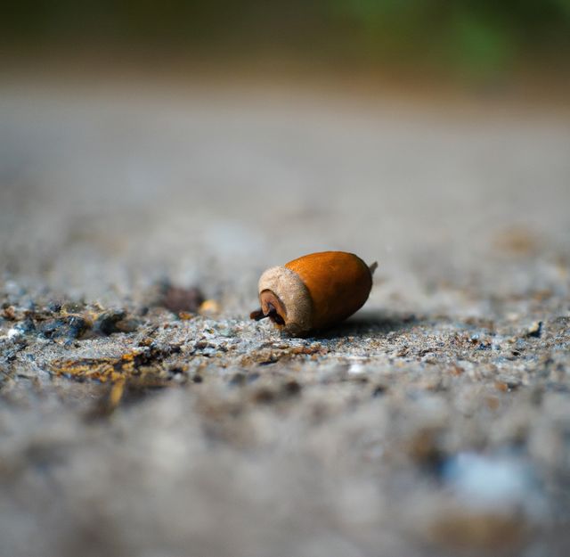 Close up of brown acorn laying on ground in forest. Acorn, nature and close up concept.