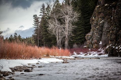 Serene River Landscape with Winter Vegetation