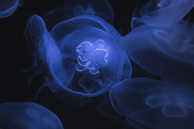 This visual depicts a glowing jellyfish floating gracefully underwater in a dark ocean. This image can be utilized for projects related to marine life, underwater exploration, biology, and environmental awareness. It emphasizes the tranquility and mysterious beauty of oceanic creatures, making it an ideal visual for educational materials, nature documentaries, screensavers, and artistic projects focused on ocean ecosystems.