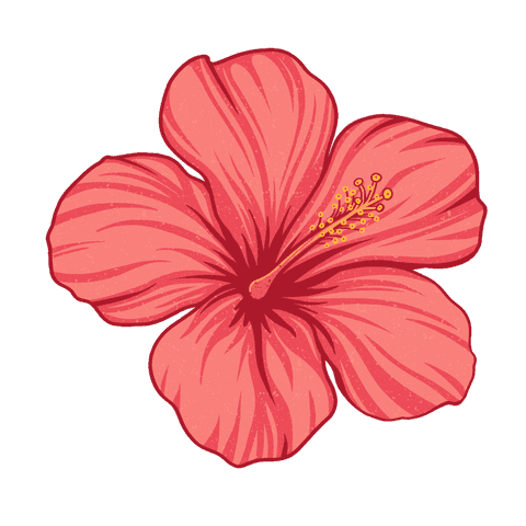 detailed transparent hibiscus flower with fine vein patterns - Download Free Stock Videos Pikwizard.com