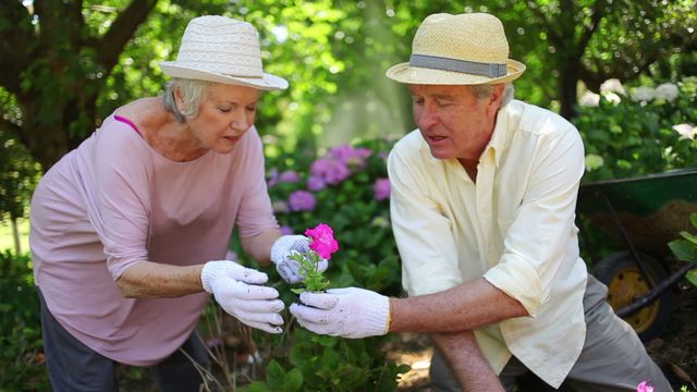 Senior couple enjoying gardening in their lush backyard, tending to flowers and plants. Perfect for topics on healthy living, outdoor activities, aging gracefully, gardening tips, and couple's hobbies.