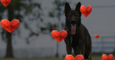 Loyal german shepherd with heart graphics in outdoor setting