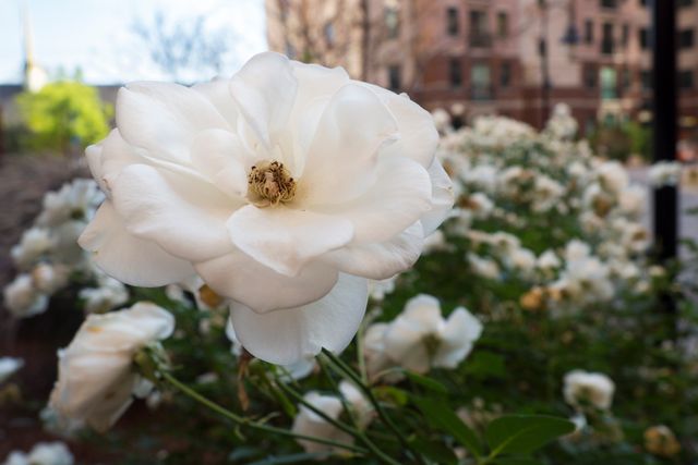 Close-Up of White Blooming Rose in Urban Garden - Download Free Stock Photos Pikwizard.com