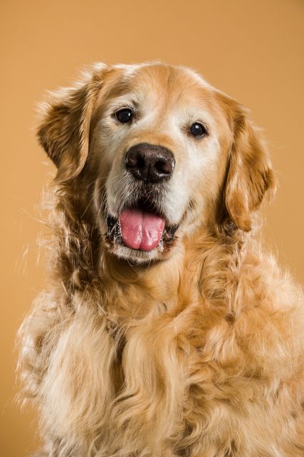 Golden Retriever smiling and displaying friendly demeanor, perfect for use in pet care advertisements, veterinary clinic posters, animal-related publications, pet adoption campaigns, and social media content related to dogs and pets.