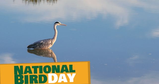 National Bird Day - Heron Calmly Floating On Lake - Download Free Stock Images Pikwizard.com