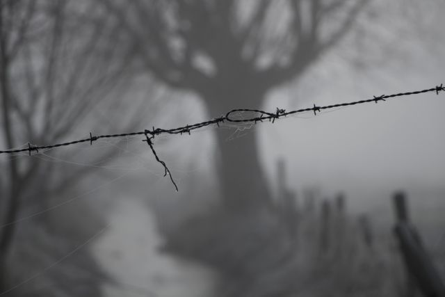 Fog envelops a quiet rural scene highlighting barbed wire and silhouette of trees in the background. Ideal for use in concepts related to serenity, isolation, rural life, or eerie atmospheres. Suitable for projects on nature, weather, or rustic settings.