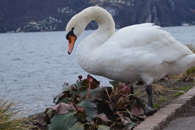 Swan standing near a lake, showcasing its elegance and beauty. Ideal for use in nature-related content, wildlife documentaries, animal-themed designs, and travel promotions to scenic lakes. Highlights peaceful and serene atmosphere.