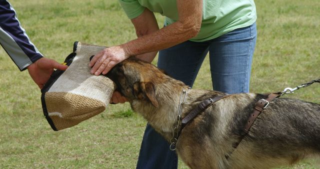 Senior Caucasian woman trains a dog outdoors, with copy space. She's engaged in a bite training session with a German Shepherd.
