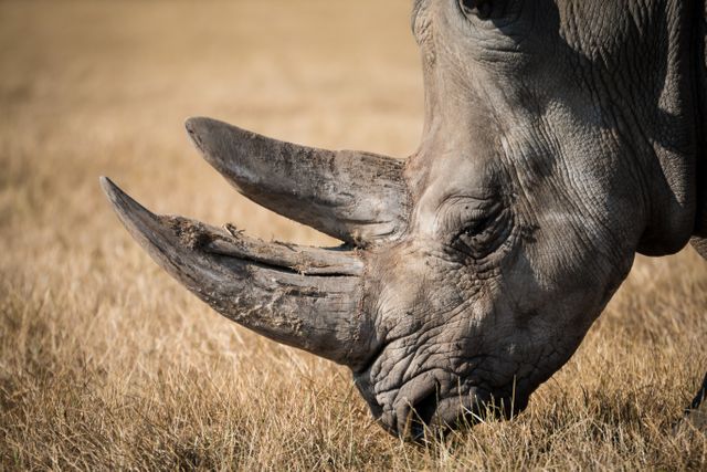 Detailed close-up of a rhino grazing on dry grass in the savanna. Popular for use in wildlife conservation campaigns, educational material, and nature documentaries. Showcases the intricate textures of the rhino's horn and skin.