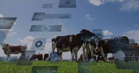 Digital Technology Revolutionizing Livestock Farming
